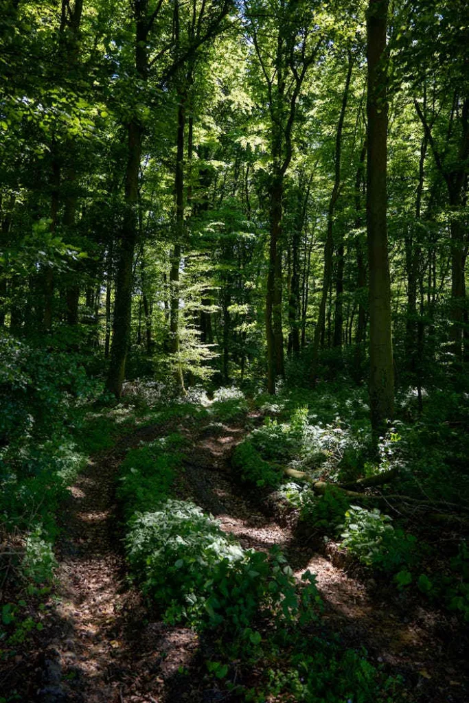 pexels photo 32093296